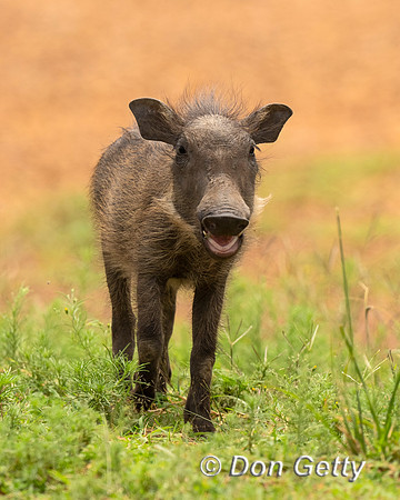 Warthog