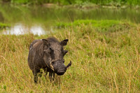 Warthog