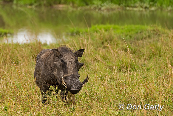 Warthog