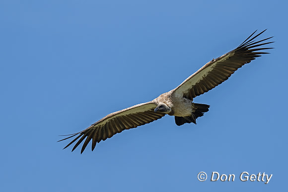 Ruppell's Griffon Vulture
