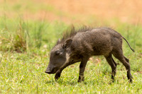 Warthog