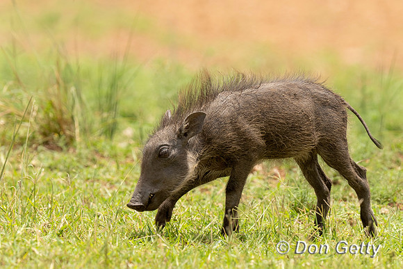 Warthog
