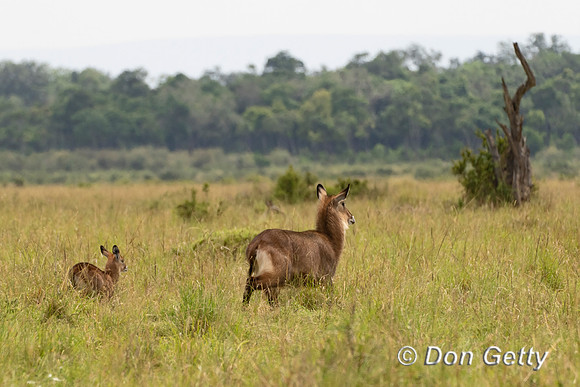 Defassa Waterbuck