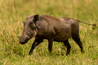 Warthog