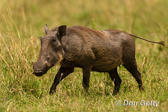 Warthog