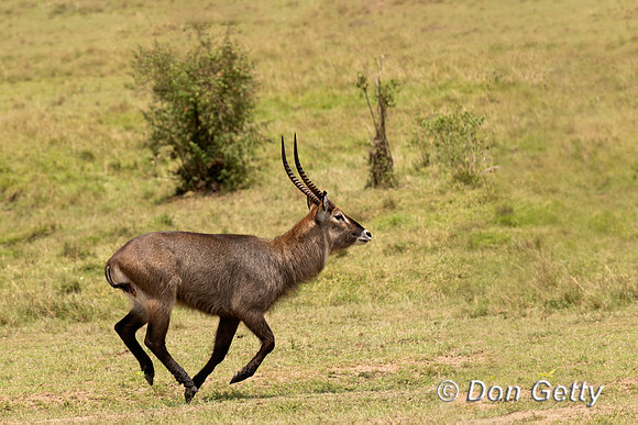 Defassa Waterbuck