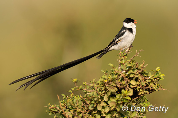 Pin-tailed Whydah