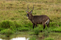 Waterbuck, Defassa