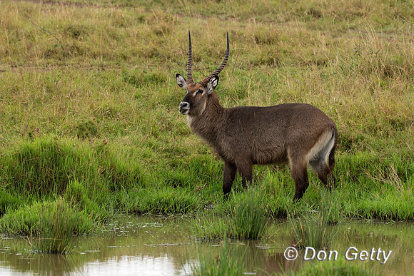 Defassa Waterbuck