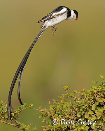 Pin-tailed Whydah