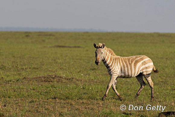 Plains Zebra