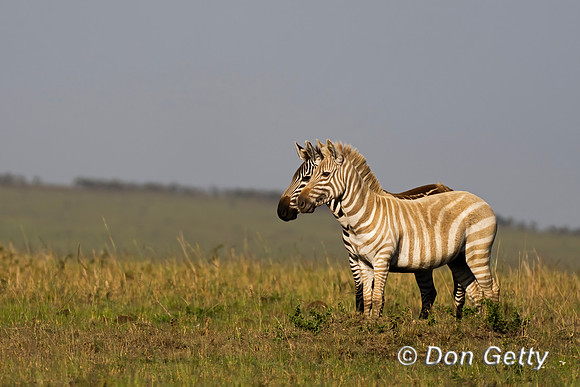 Plains Zebra