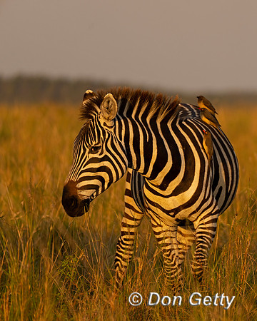 Plains Zebra