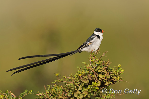 Pin-tailed Whydah