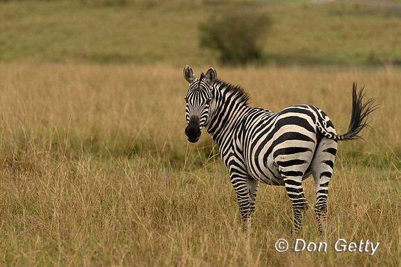 Plains Zebra