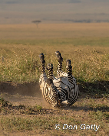 Plains Zebra