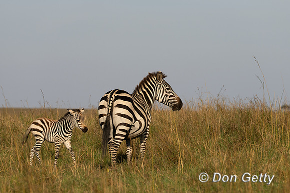 Plains Zebra
