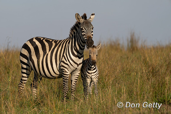 Plains Zebra