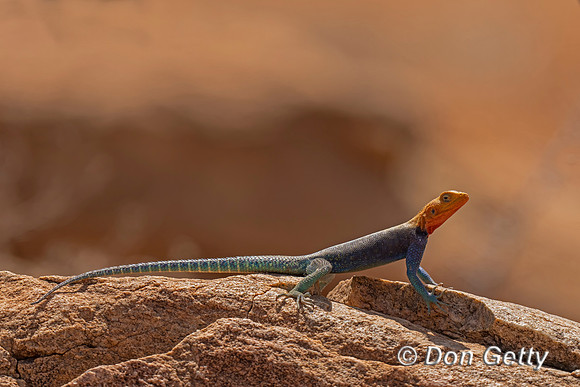 Rock Agama