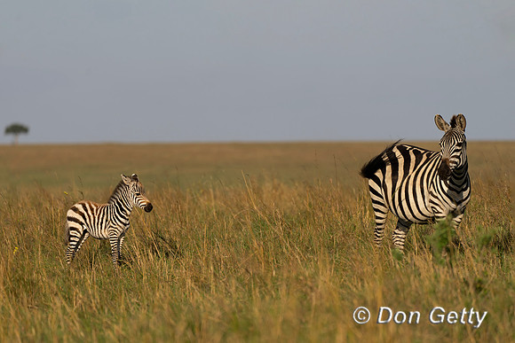 Plains Zebra