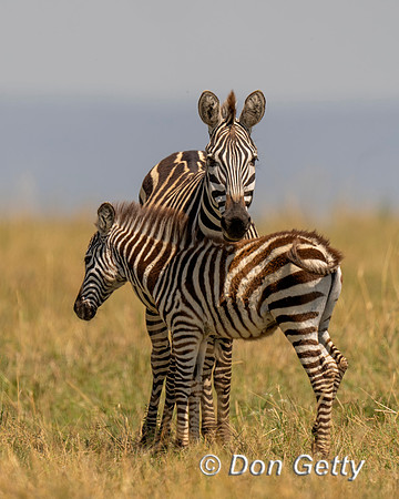 Plains Zebra