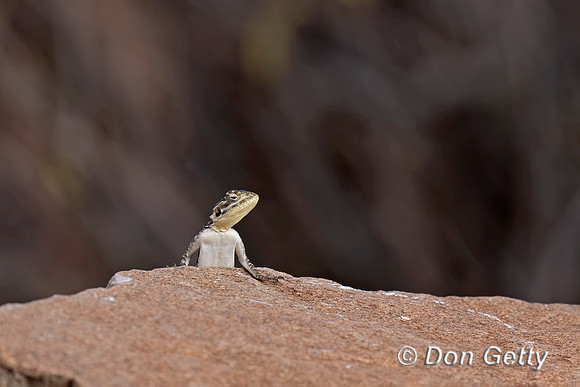 Rock Agama