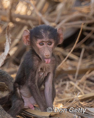 Baboon_O_DSC00304