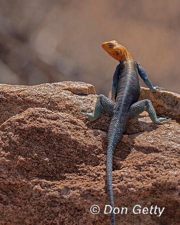 Rock Agama