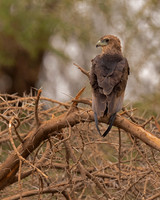 Bateleur