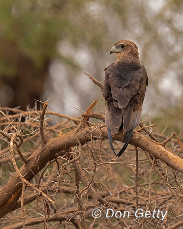 Bateleur