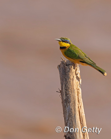 Little Bee-eater