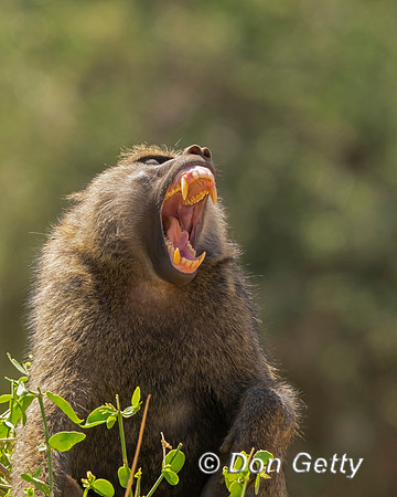 Olive Baboon