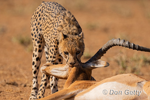 Cheetah
