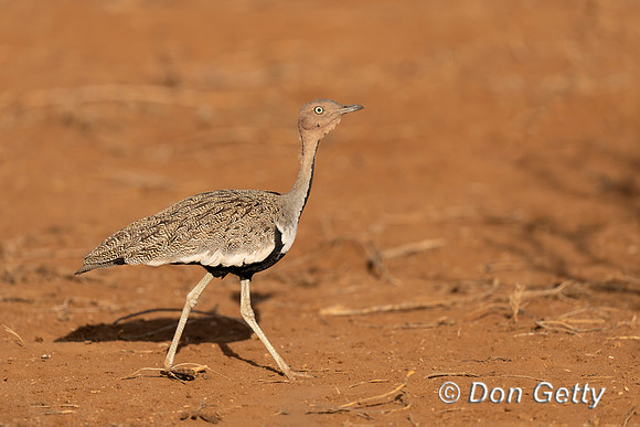 Buff-crested Bustard