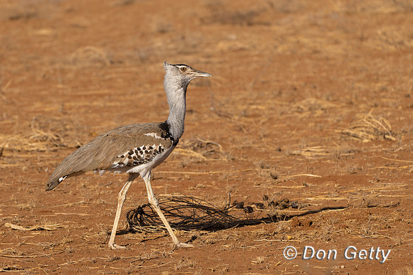 Kori Bustard