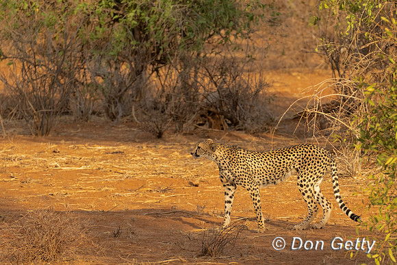 Cheetah