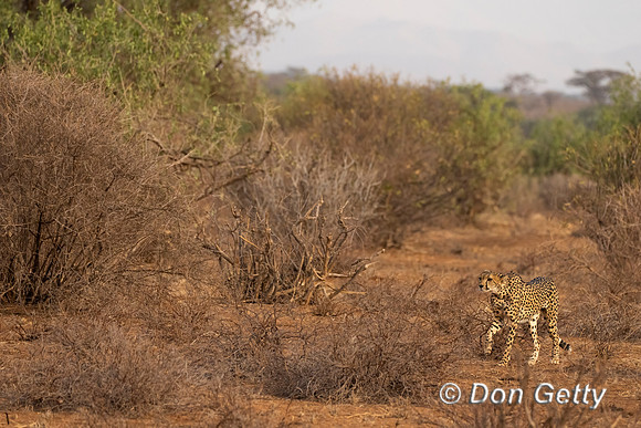 Cheetah