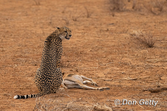 Cheetah