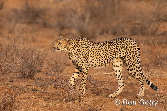 Cheetah
