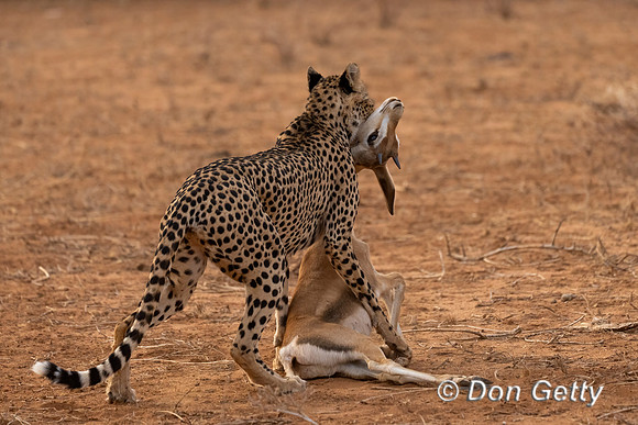 Cheetah