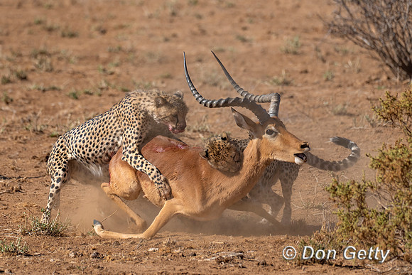 Cheetah