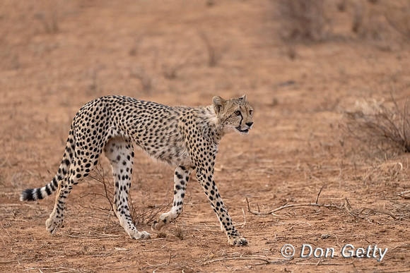 Cheetah