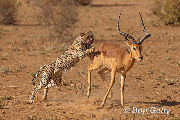 Cheetah