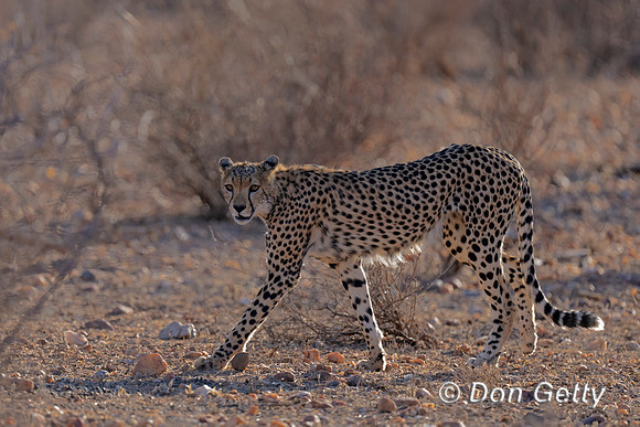 Cheetah