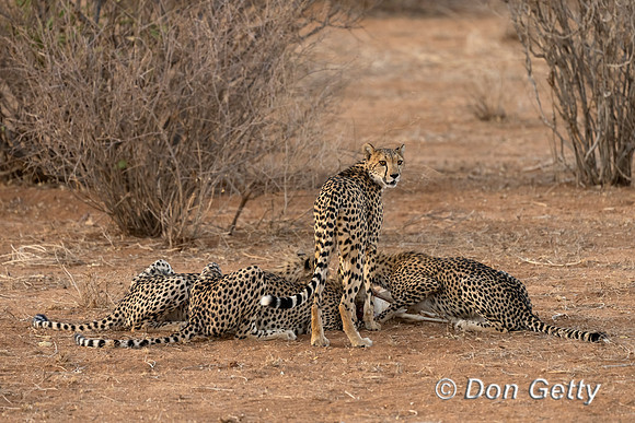 Cheetah