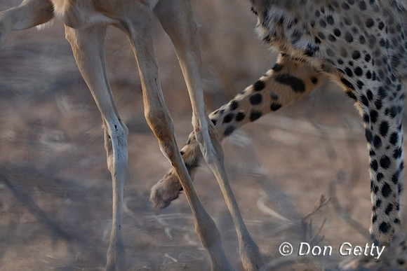 Cheetah