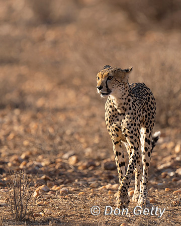 Cheetah