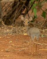 Kirk's Dik-dik
