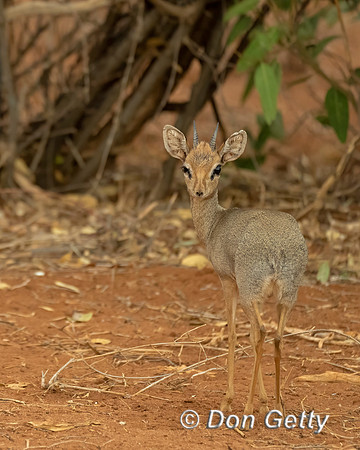 Kirk's Dik-dik