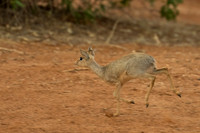 Kirk's Dik-dik